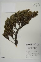 藏品(香青)的圖片