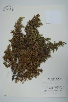 藏品(刺柏)的圖片