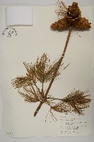 藏品(臺灣五葉松)的圖片