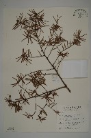 藏品(臺灣黃杉)的圖片