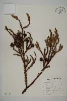 藏品(柳杉)的圖片