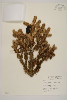 藏品(臺灣冷杉)的圖片