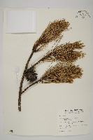 藏品(臺灣二葉松)的圖片