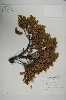 藏品(刺柏)的圖片