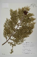 藏品(臺灣扁柏)的圖片