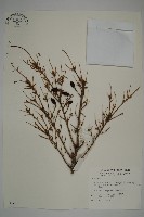 藏品(臺灣鐵杉)的圖片