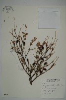 藏品(臺灣鐵杉)的圖片