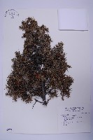 藏品(刺柏)的圖片