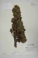 藏品(香青)的圖片