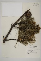 藏品(臺灣二葉松)的圖片