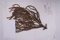 藏品(肯氏南洋杉)的圖片