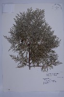 藏品(側柏)的圖片