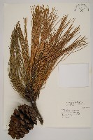 藏品(加拿利刺松)的圖片