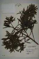 藏品(小葉羅漢松)的圖片