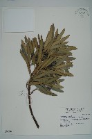 藏品(大葉羅漢松)的圖片