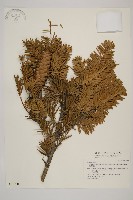 藏品(臺灣油杉)的圖片