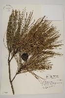 藏品(琉球松)的圖片