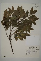 藏品(竹柏)的圖片