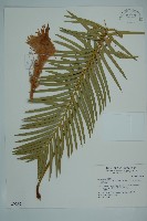 藏品(台東蘇鐵)的圖片