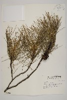 藏品(琉球松)的圖片