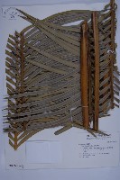 藏品(光果蘇鐵)的圖片