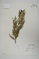 藏品(美國肖楠、香肖楠)的圖片