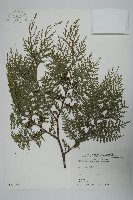 藏品(紅檜)的圖片