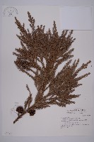 藏品(柳杉)的圖片