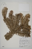 藏品(杉木)的圖片