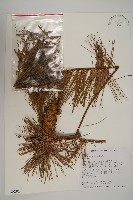 藏品(臺灣五葉松)的圖片