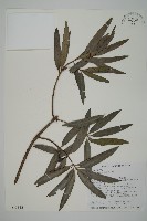 藏品(桃實百日青)的圖片