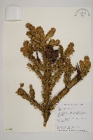 藏品(臺灣冷杉)的圖片