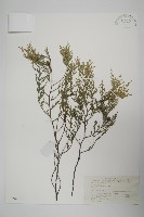 藏品(柏木、柏樹)的圖片