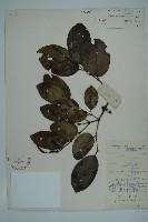 藏品(買麻藤)的圖片