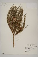 藏品(臺灣二葉松)的圖片