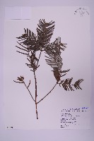 藏品(臺灣粗榧、台灣三尖杉)的圖片