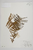 藏品(三尖杉)的圖片