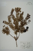 藏品(香榧)的圖片