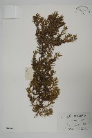 藏品(刺柏)的圖片