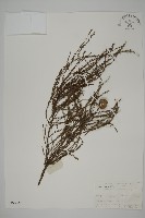 藏品(池杉)的圖片