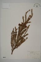 藏品(柳杉)的圖片