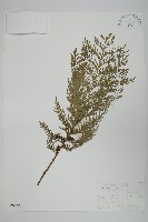 藏品(日本花柏)的圖片