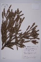 藏品(杉木)的圖片