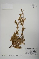 藏品(偃柏)的圖片