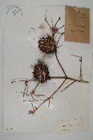 藏品(瀾滄黃杉)的圖片