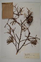 藏品(瀾滄黃杉)的圖片