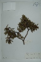 藏品(高山柏)的圖片