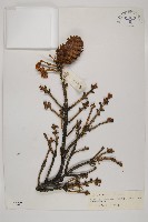 藏品(麗江雲杉)的圖片