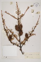 藏品(大果紅杉)的圖片