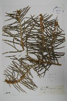 藏品(高山三尖杉)的圖片